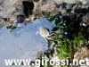 granchio