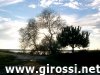 alberi